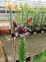 [5127 BlackCharm VZ No01.JPG]